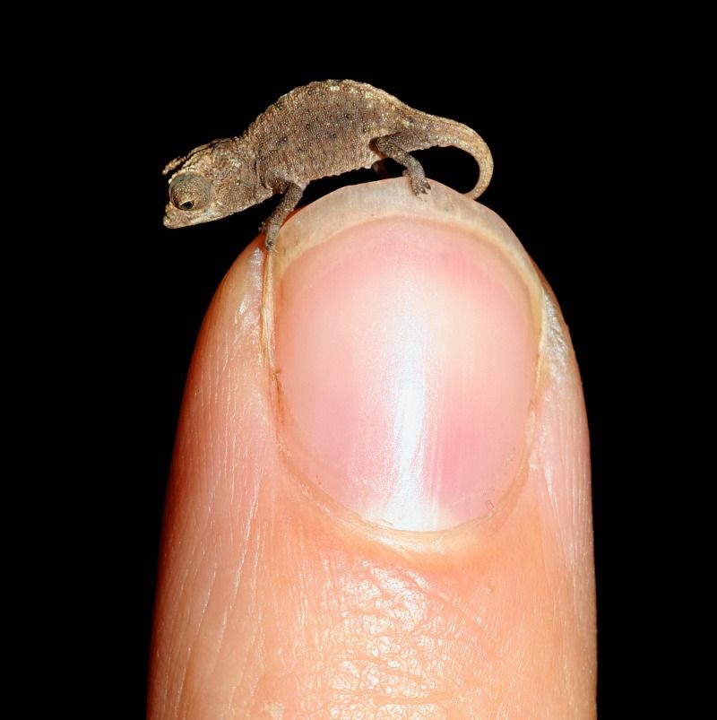 World's Tiniest Chameleon Discovered