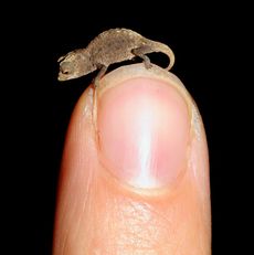 tiniest chameleon, tiny lizard discovered, tiniest lizards in the world, world's tiniest lizards, tiny chameleon, miniature chameleon, Madagascar chameleon, earth, environment