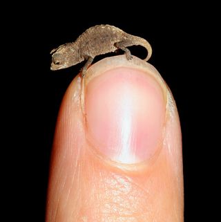 tiniest chameleon, tiny lizard discovered, tiniest lizards in the world, world's tiniest lizards, tiny chameleon, miniature chameleon, Madagascar chameleon, earth, environment