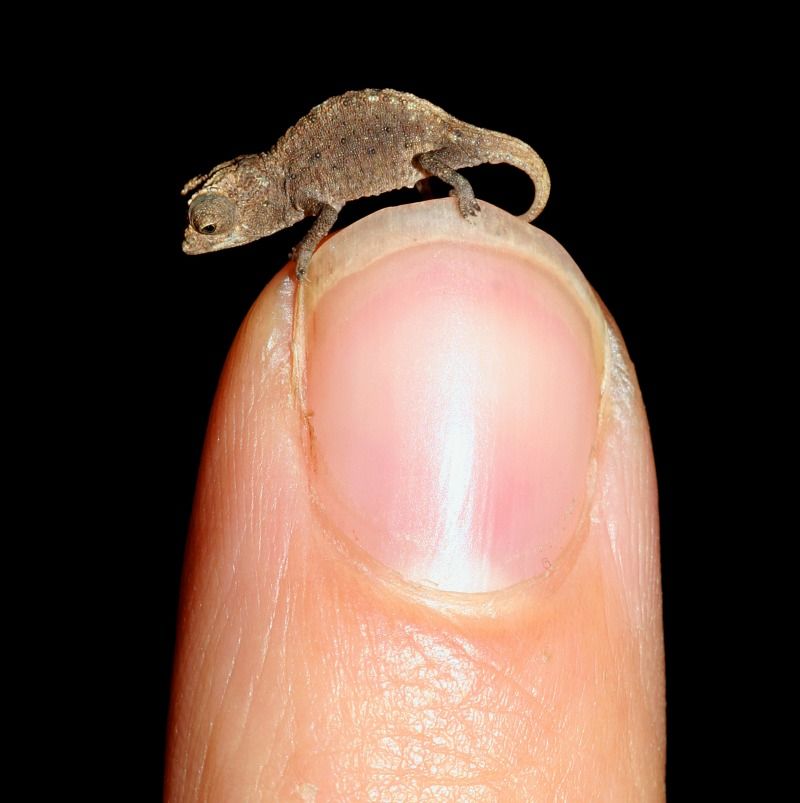 tiniest chameleon, tiny lizard discovered, tiniest lizards in the world, world&#039;s tiniest lizards, tiny chameleon, miniature chameleon, Madagascar chameleon, earth, environment