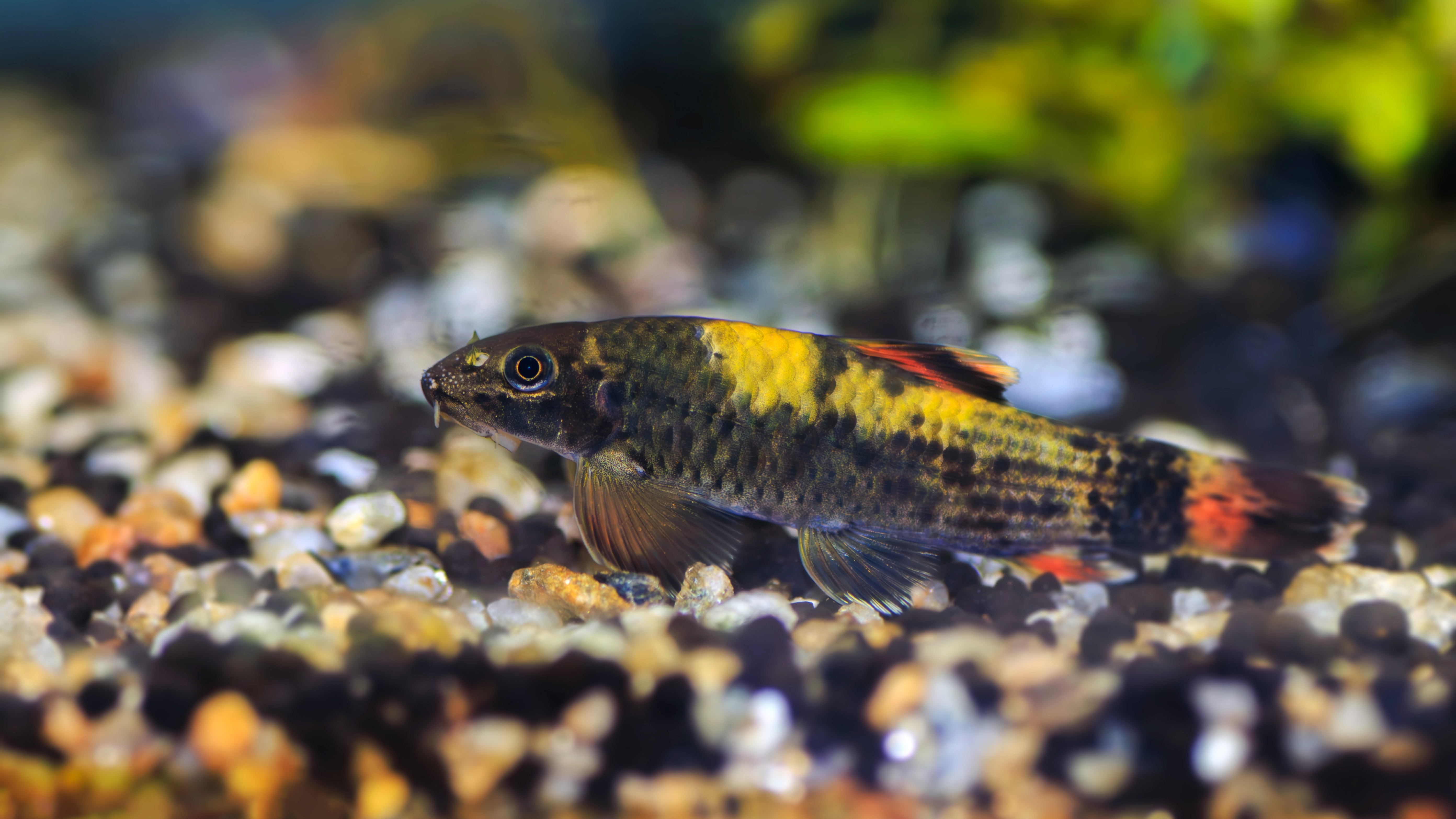 Panda Garra