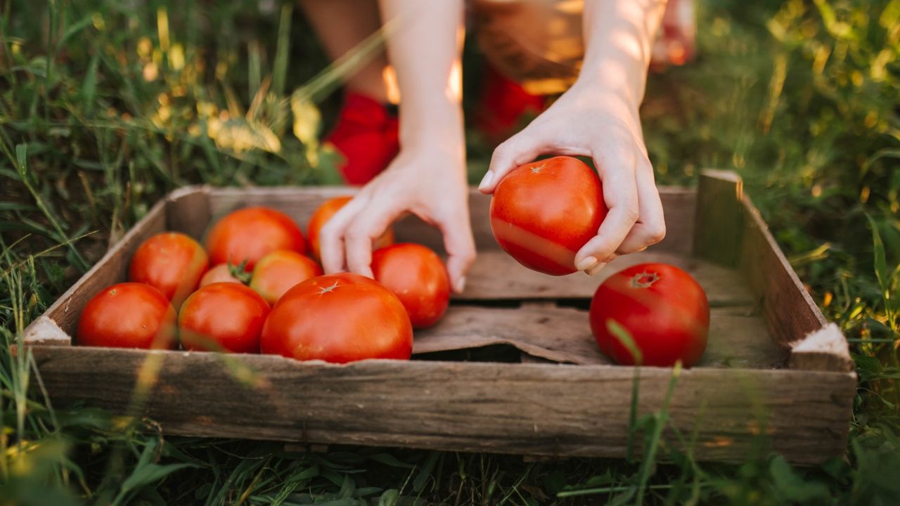 Tomatoes being harvested and placed in a wooden tray