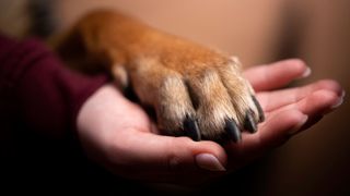 Dog's paw in human hand