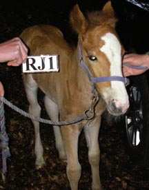 rspca-foal_.JPG