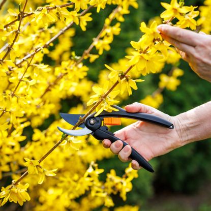 woman's hands pruning forsythia 