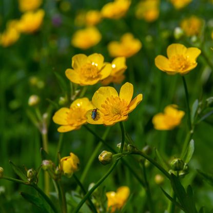 Insect on creeping buttercup