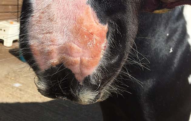 Sunburn sent in by the vet Phil Ivens