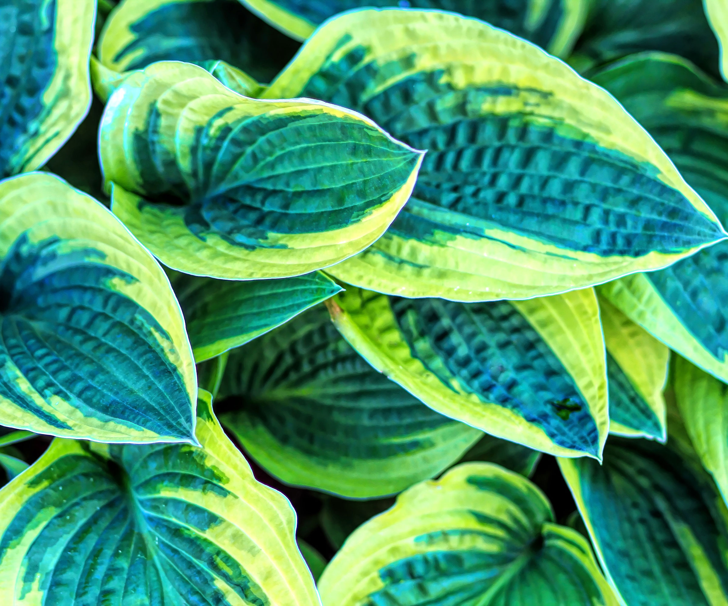 hosta plant with bright variegated teal and chartreuse colored leaves