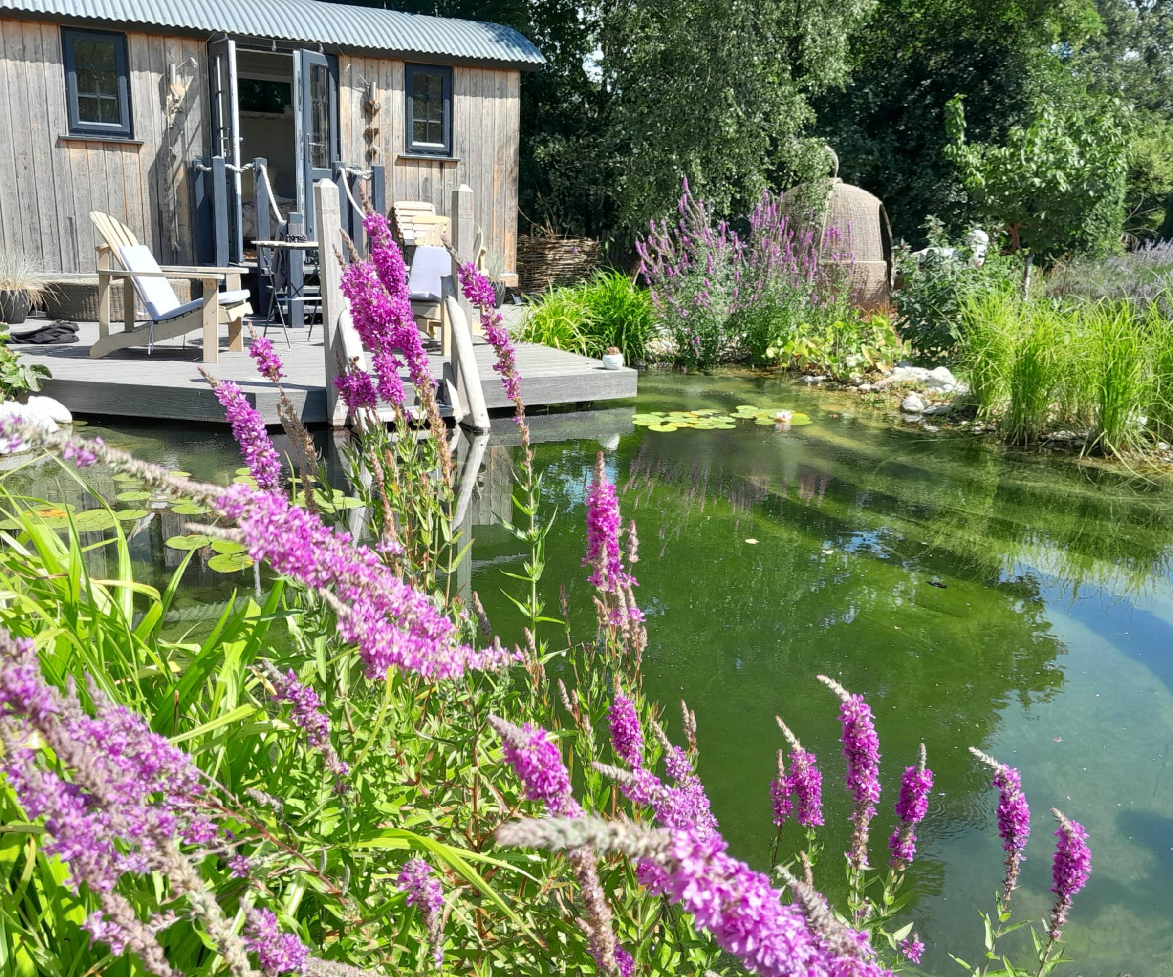 Shepherd's hut and swimming pond with pink flowers
