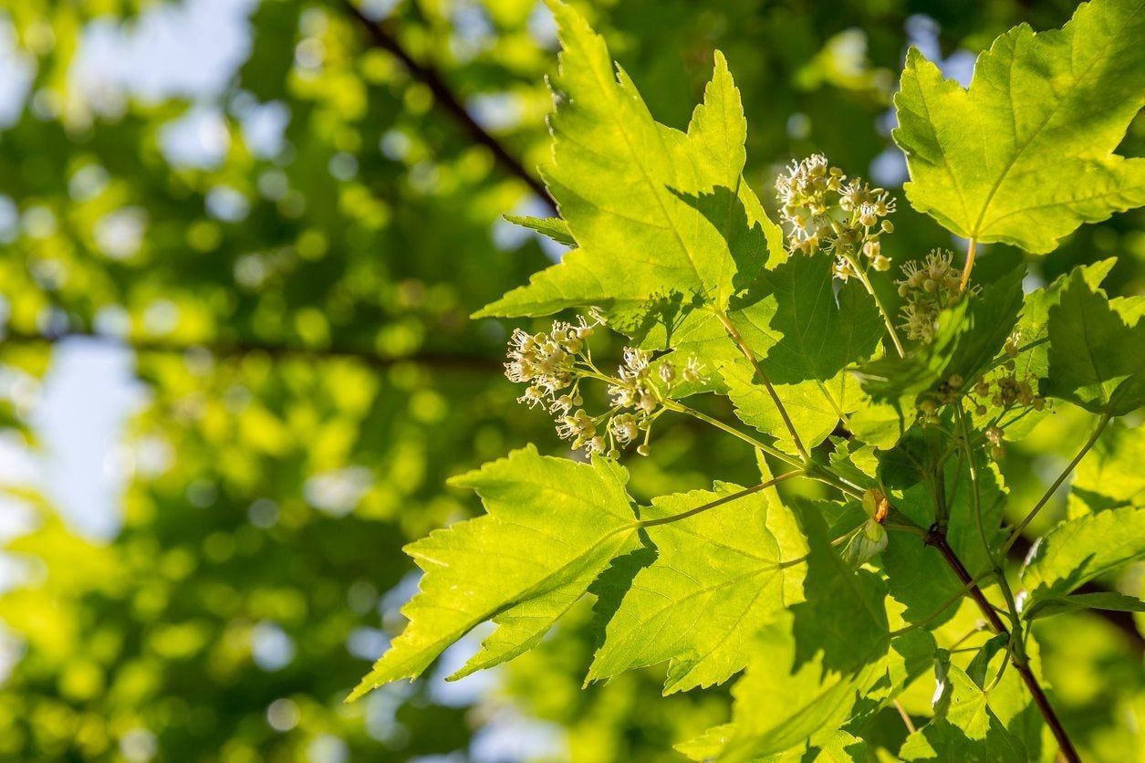 Tatarian Maple Tree