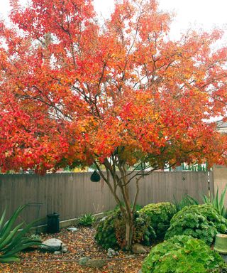 crepe myrtle tree in fall