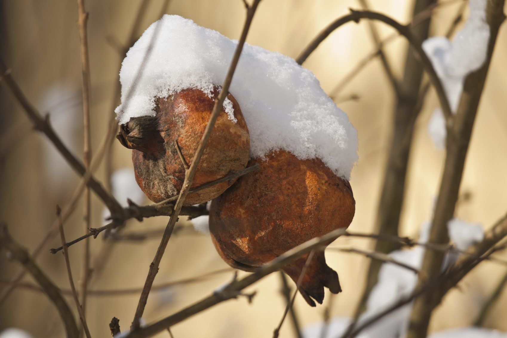 Winter Care For Pomegranate Trees Tips For Overwintering Pomegranate Trees Gardening Know How
