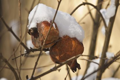 Brown Pomegranate Tree Covered In Snow