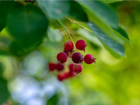 Red Serviceberries