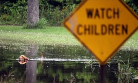 A neighborhood dog swims through the flooded waters of the Mississippi river May 21, 2011