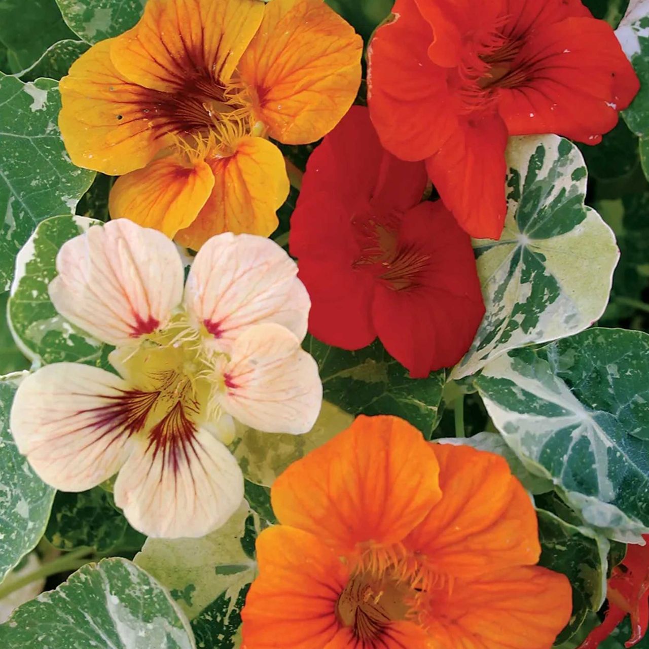 Annual vs perennial plants do you know the difference? Gardeningetc