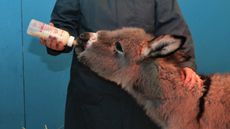 1.-Sam-being-bottle-fed-by-Sara-Blair-Salter-The-Donkey-Sanctuarys-New-Arrivals-Manager.-The-Donkey-Sanctuary.jpg