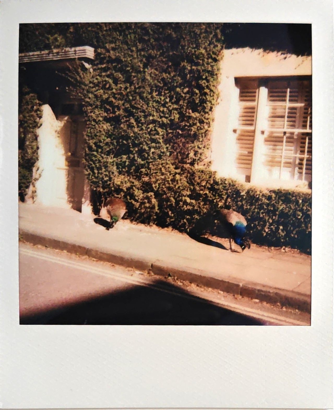 A selection of images captured on the Polaroid Flip instant camera by T3's Sam Cross