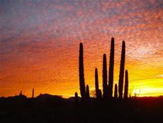 the organ pipe cactus