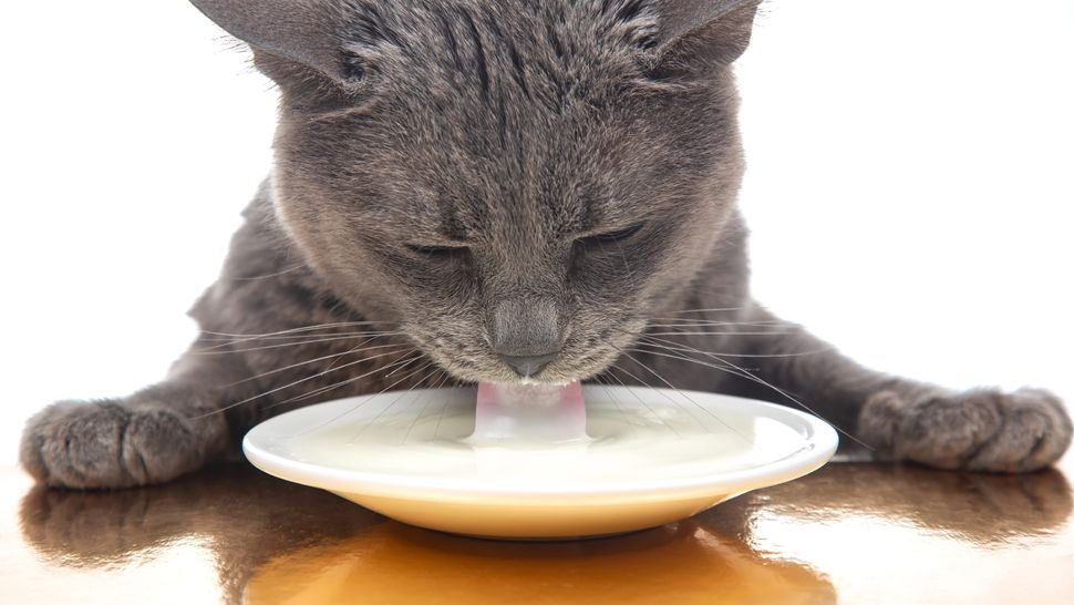 Beautiful view of Risks Of Giving Cats Oat Milk Health