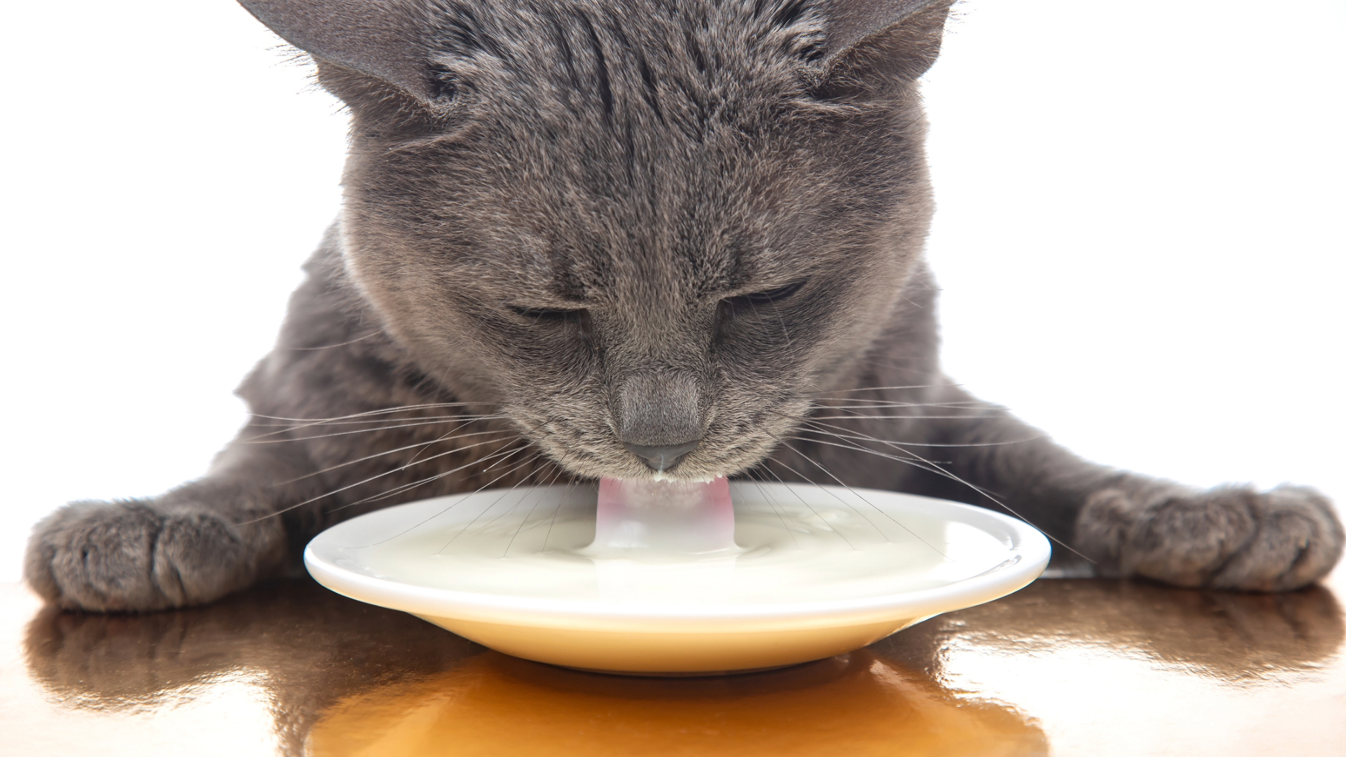 A cat licking a saucer of milk