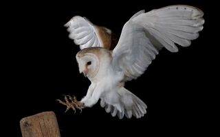 A barn owl prepares to land on a wooden post against a black background.