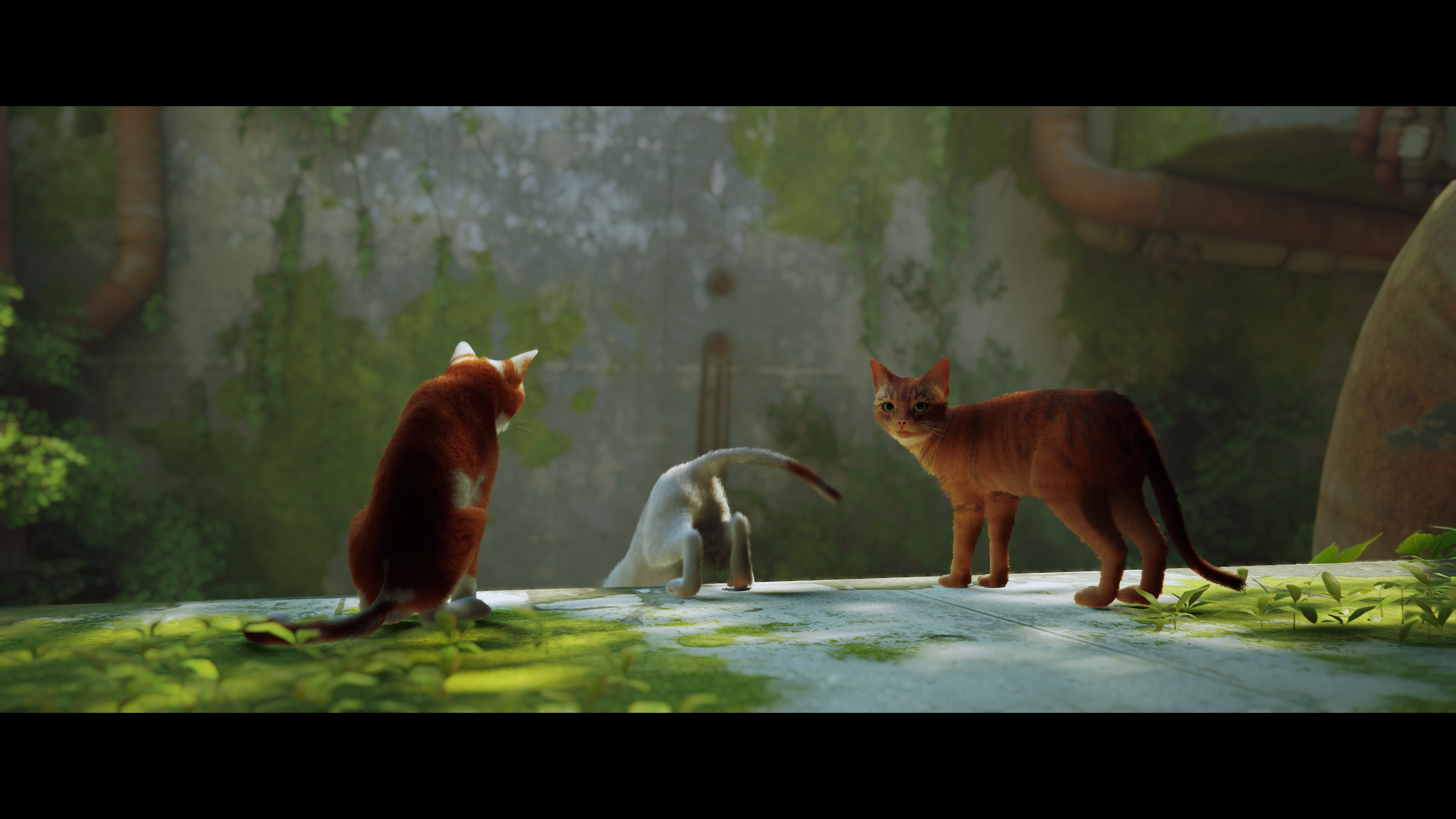 Cutscene of the eponymous bum looking directly at the player as two other cats prepare to jump off a ledge