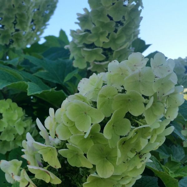 Gatsby Gal&amp;trade; Oakleaf Hydrangea