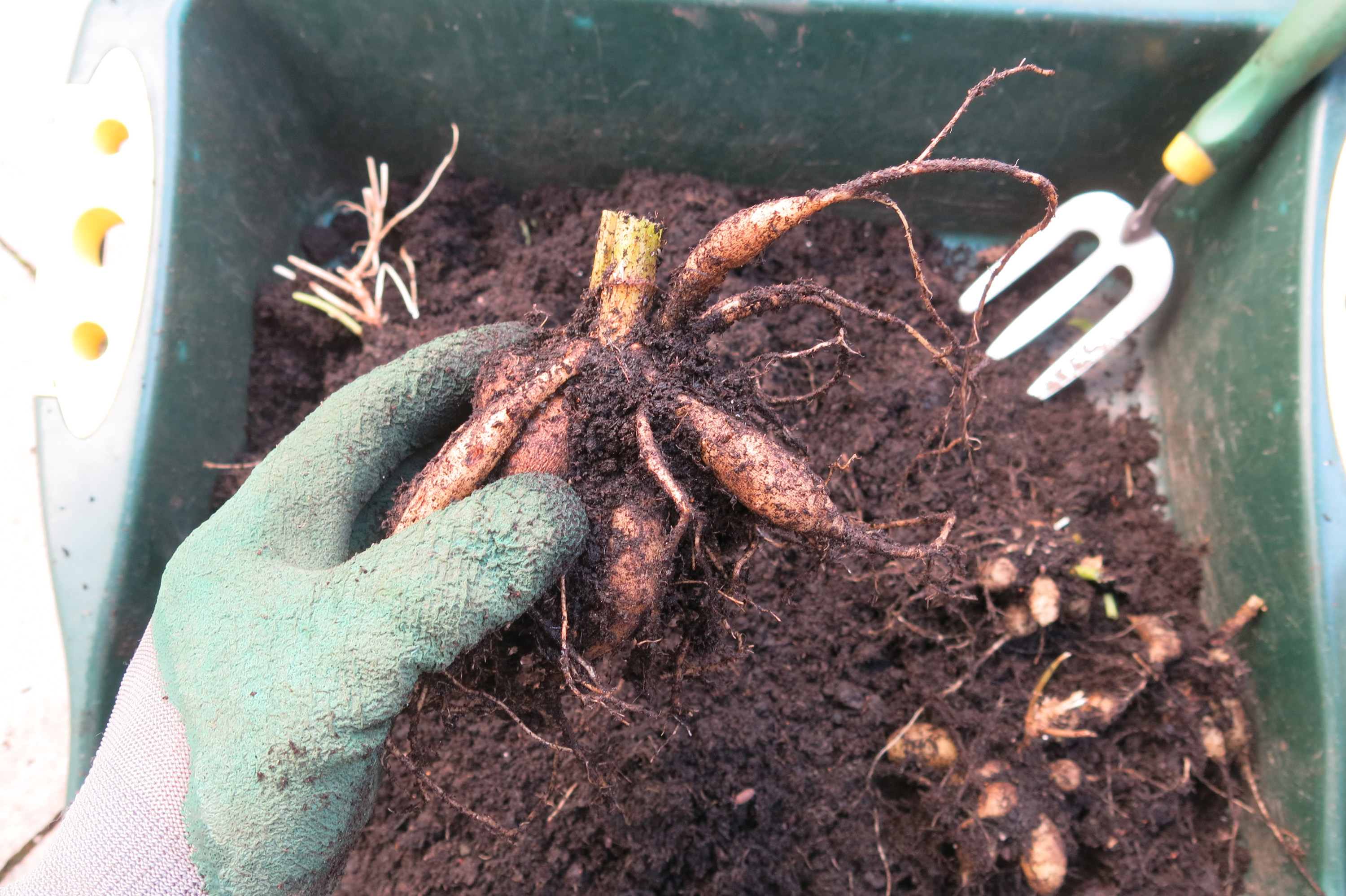 How to protect plants from frost ensure your pots and plants survive