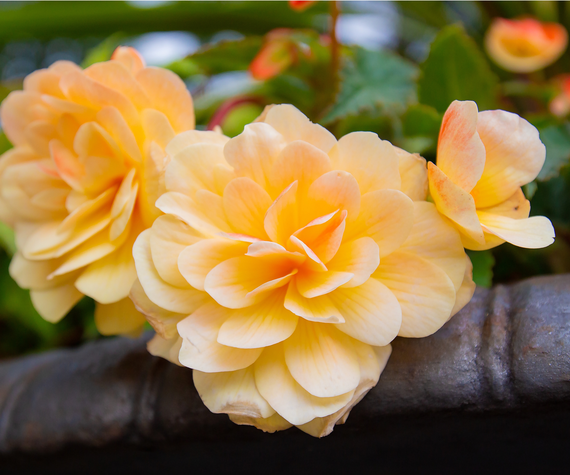 Yellow begonia flowers