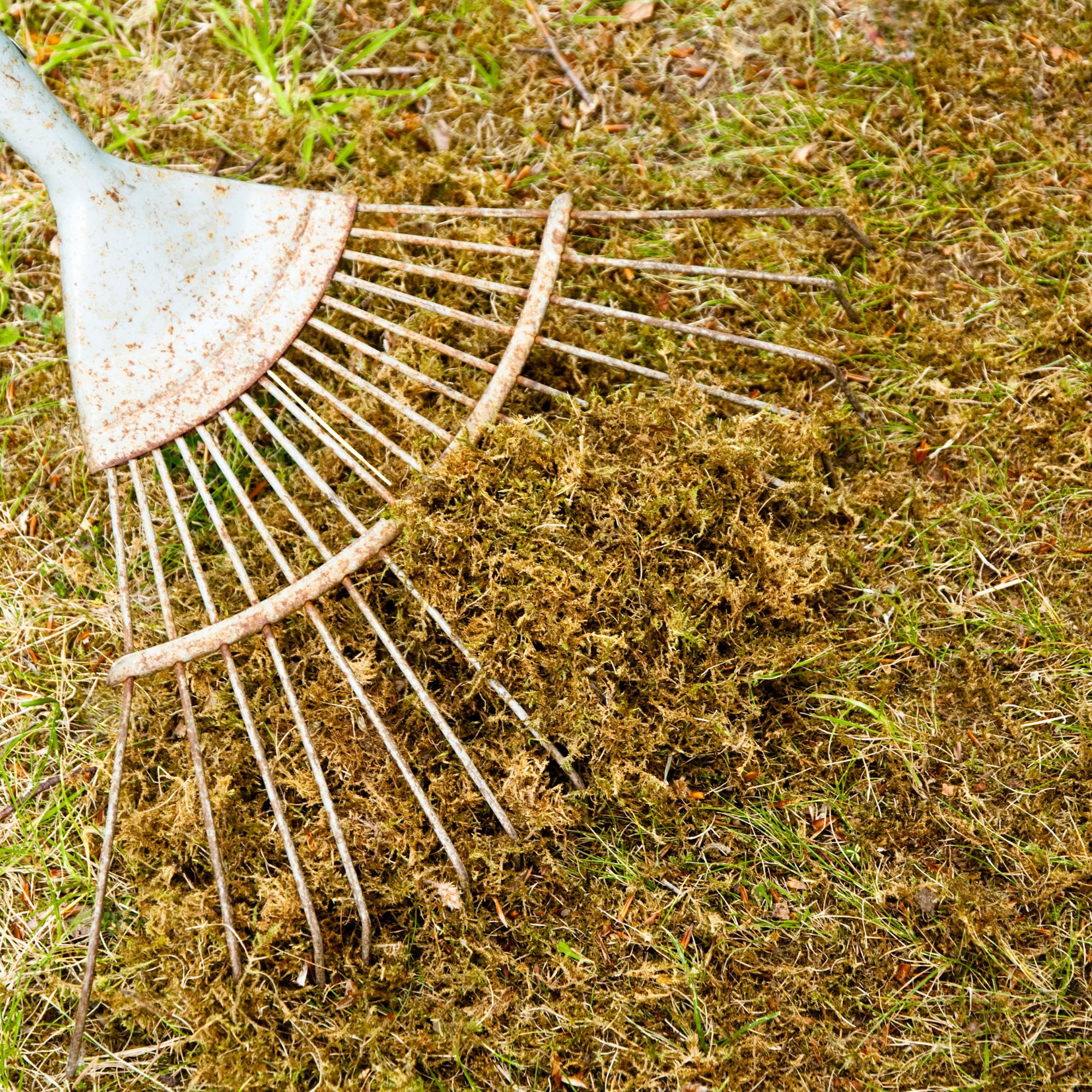 lawn scarifying with rake