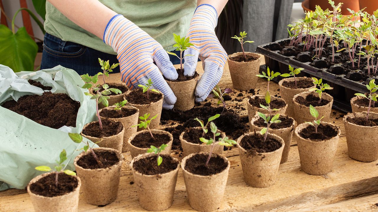 Gardener transplants tomato seedlings into individual pots indoors