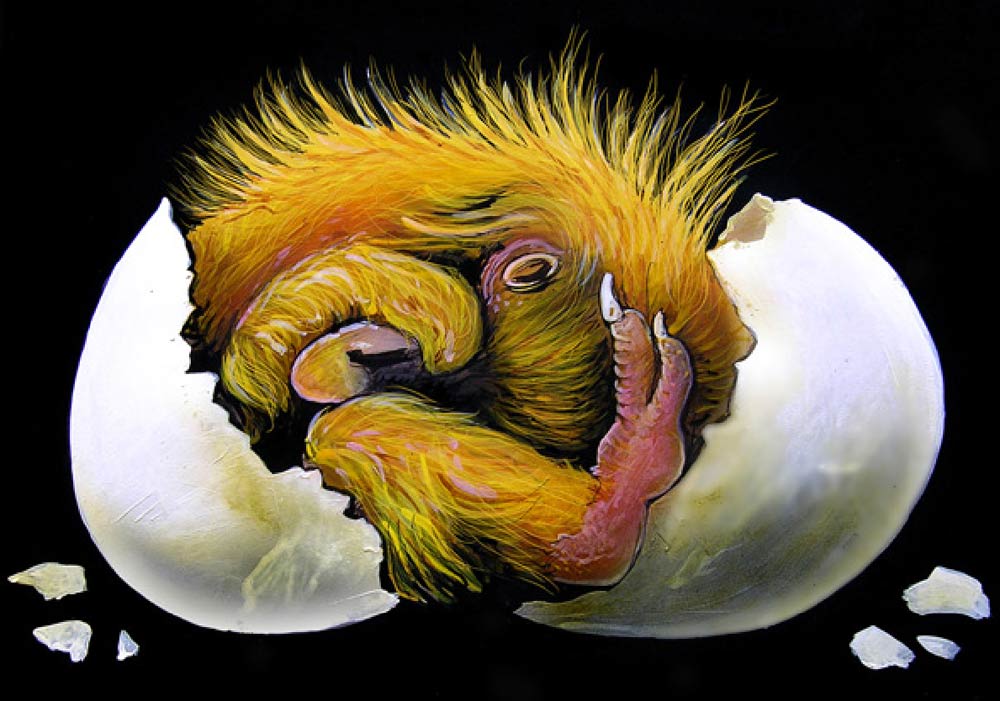 A drawing of a pigeon embryo.