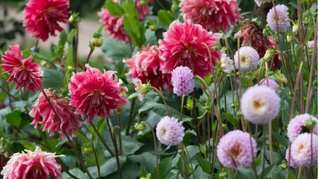 Dahlias in bloom