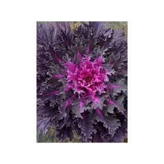 ornamental cabbage