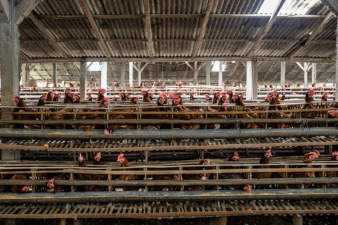 animal farming industries