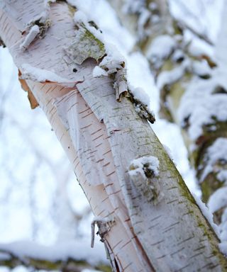 Himalayan birch bark in winter
