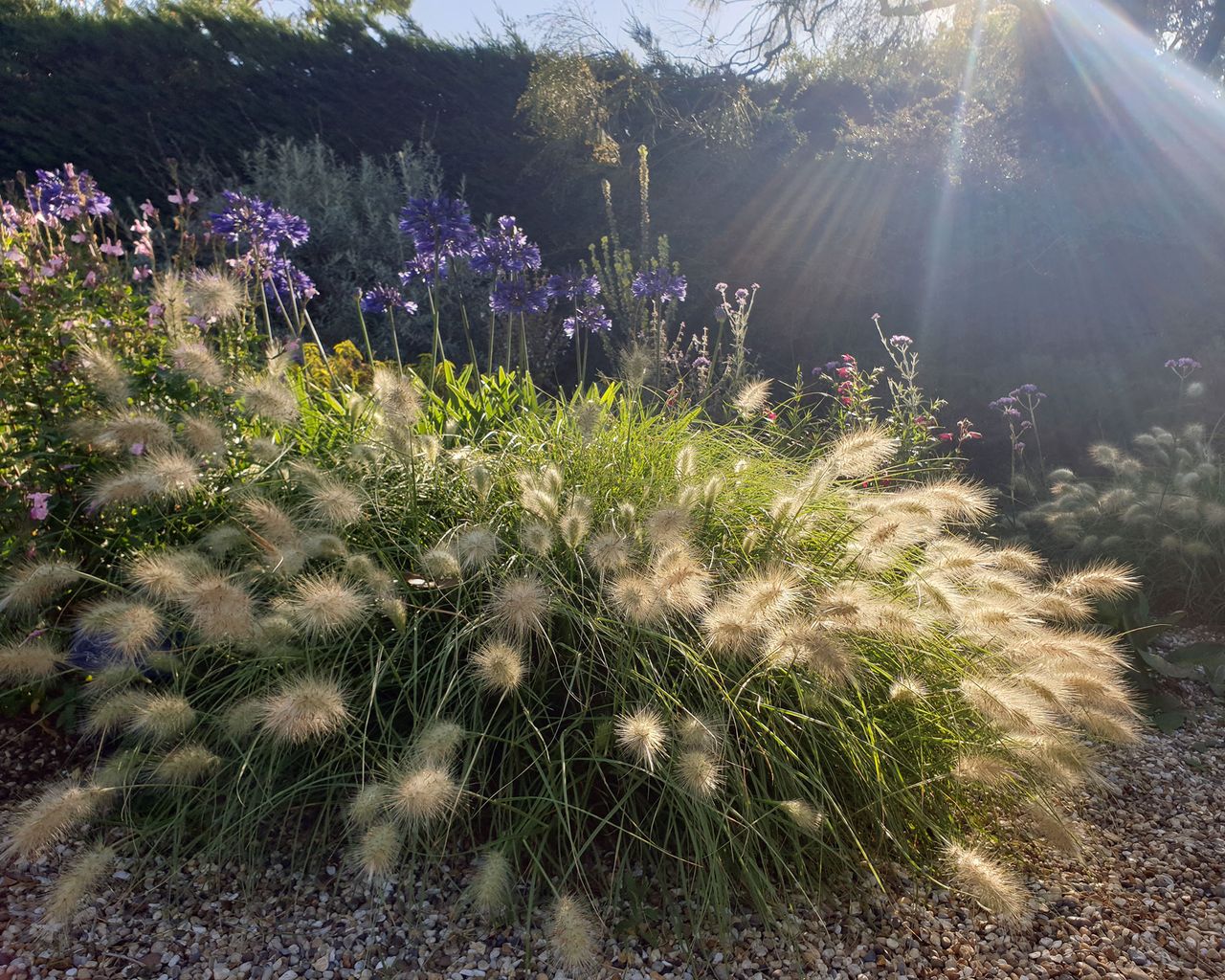 How to trim ornamental grasses when and how to prune them Gardeningetc