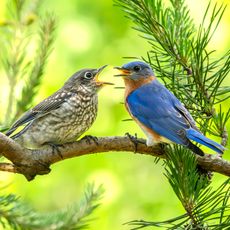 bluebird sitting on tree branch and feeding baby bird