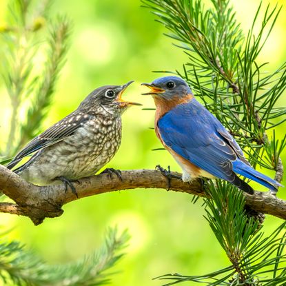 bluebird sitting on tree branch and feeding baby bird