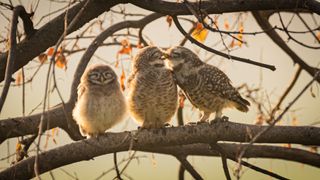 A trio of owlets snuggled on a branch with two touching beaks