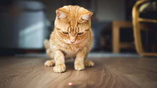 Cat looking down at a red laser on the floor