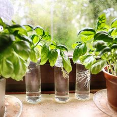 Growing basil in water on windowsill