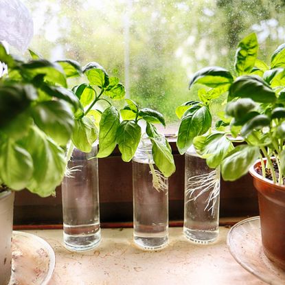 Growing basil in water on windowsill