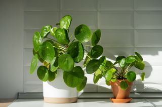 Pilea peperomioides houseplant in flower pots at home