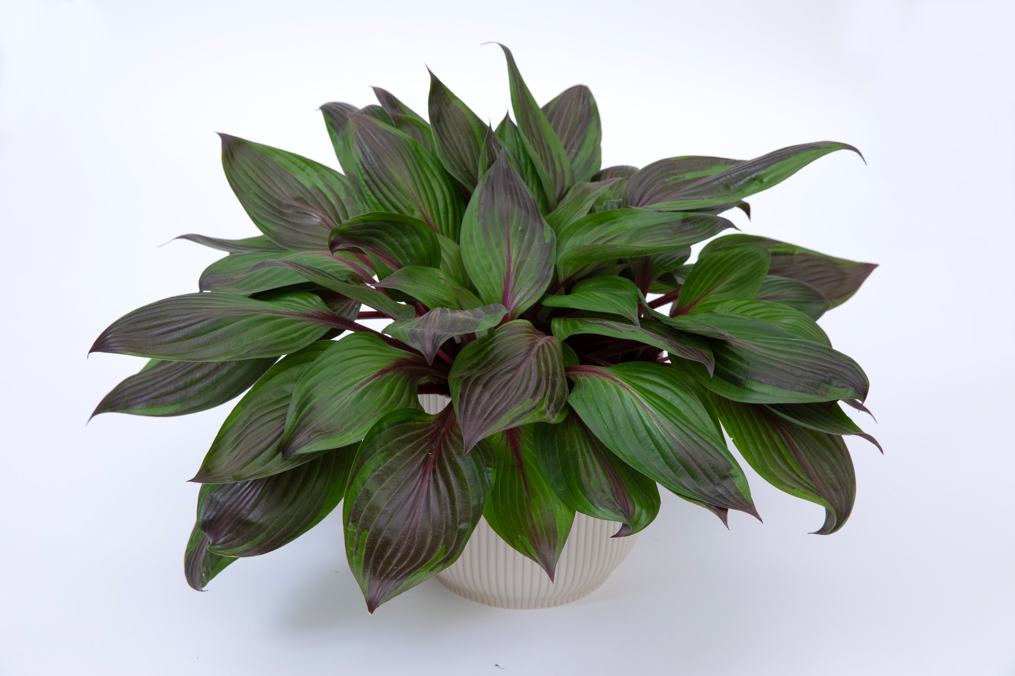 Close up view of the Hosta Red Ninja, showing it's rich red leaves