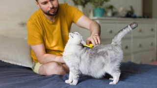 Cat being brushed