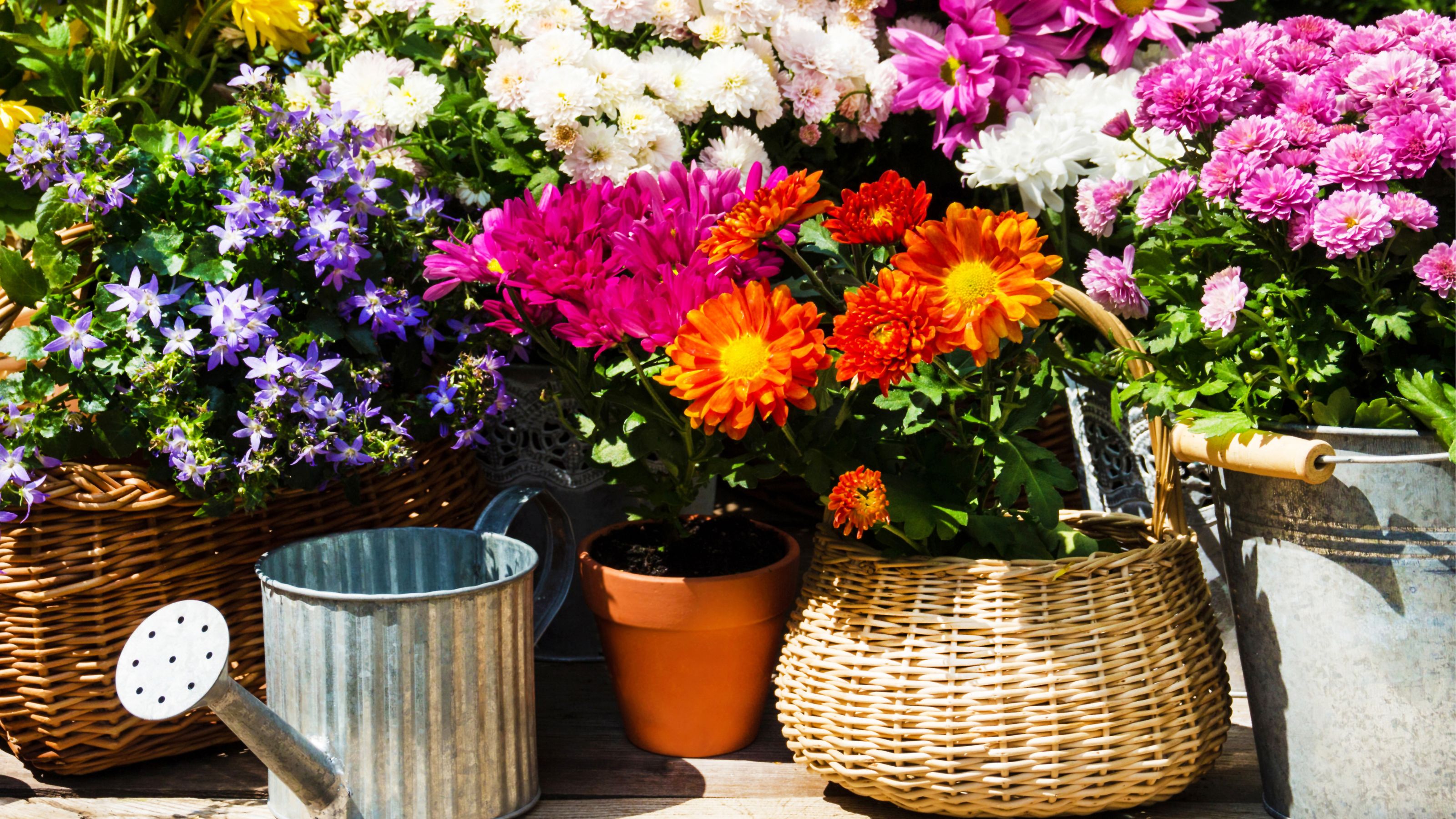 chrysanthemums in container