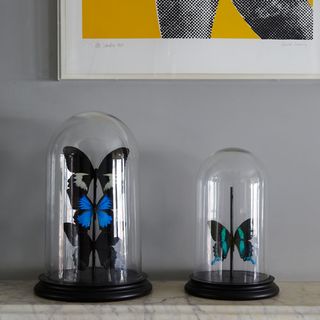 butterflies with glass box and white wall