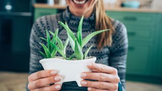 Cropped shot of young woman holding flowerpot with Aloe Vera plant at home